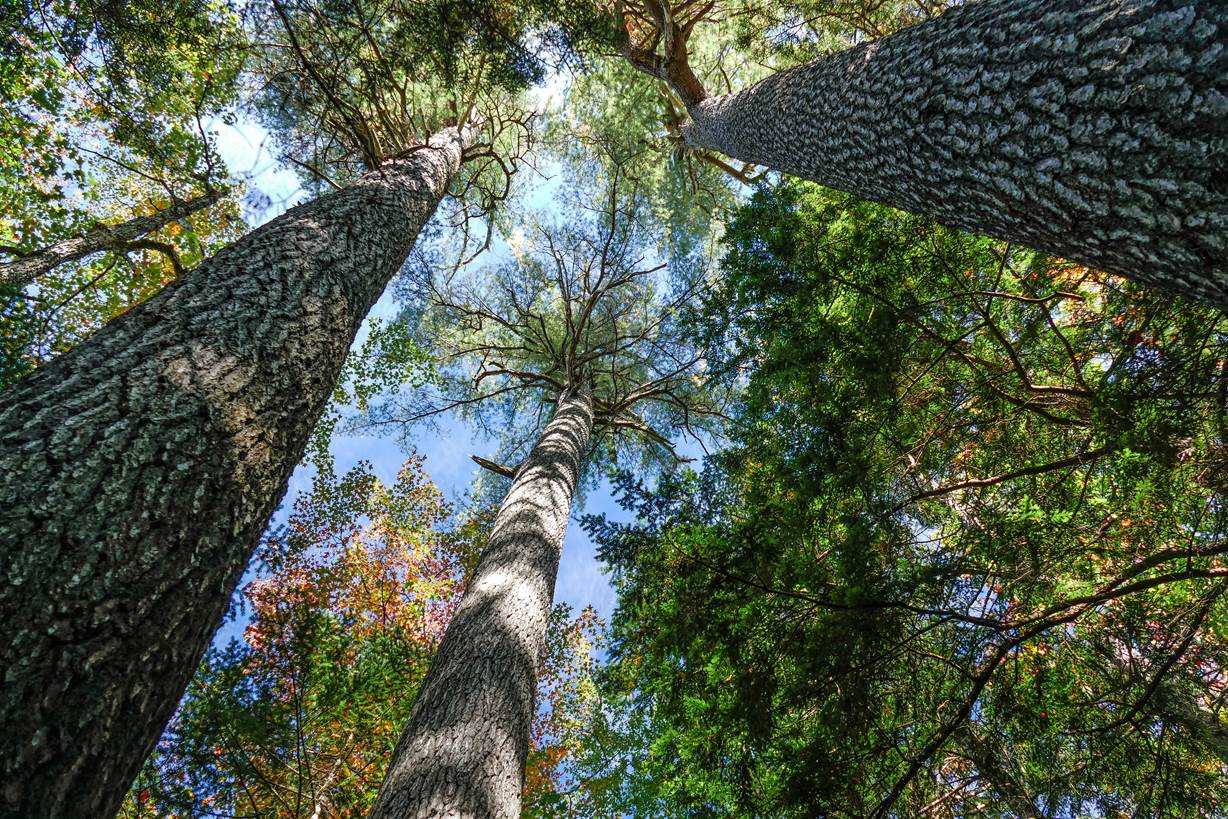 Protect New England Forests